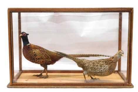 Two taxidermied Pheasants, male and female, in stained pine and perspex case, 81cm wide.