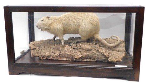 A taxidermied Coypu, in stained pine and perspex case, 77cm wide.