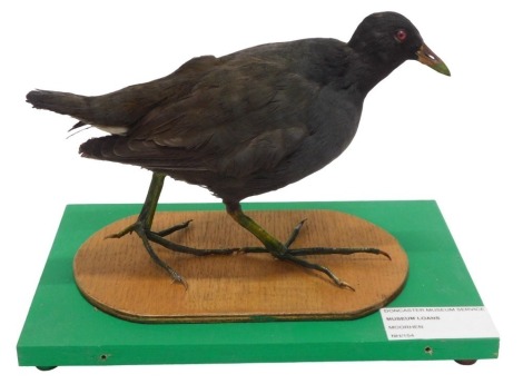 A taxidermied Moorhen, on oval ply base, in travelling case, 28cm wide.