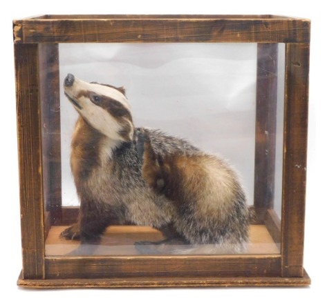 A taxidermied Badger, scratching his ear, in pine perspex case, 56cm wide.