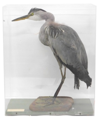 A taxidermied Heron, on naturalistic base, in perspex case, 63cm high, 51cm wide.