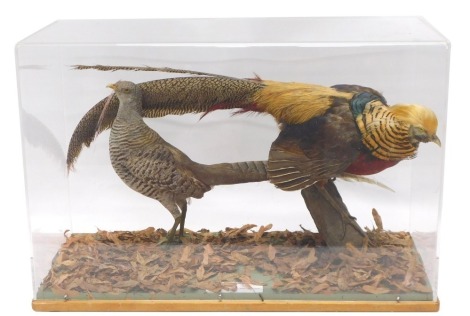 A taxidermied male and female Aesthetic Pheasant, in a perspex and wooden case, 63cm wide.