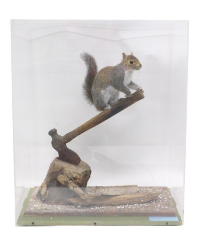 A taxidermy grey squirrel, mounted on an axe and log, in Perspex case, 52cm wide.