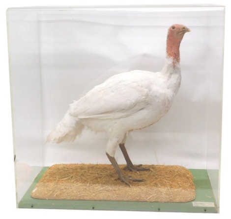 A taxidermied juvenile Turkey, with label for the taxidermist Graham Teasdale, 71cm wide.