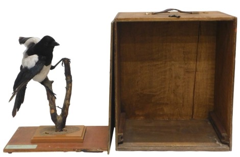 A taxidermied Magpie, mounted on a branch, 35cm wide, in travelling case.