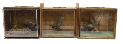 Three taxidermied birds, comprising a Blackbird, Robin, and Water Rail, all in perspex and wooden travelling cases. (3)