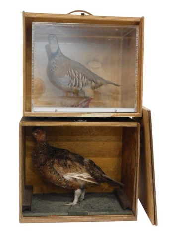 A taxidermied Red Legged Partridge and a Grouse, one in perspex case.