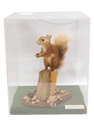 A taxidermied Red Squirrel, on shaped base and perspex case, 32cm wide.