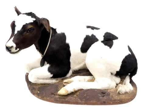 A taxidermied Freisan calf 'Monty', on naturalistic base, 83cm long.