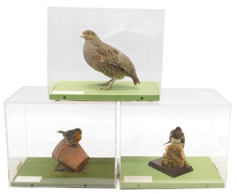 A collection of three taxidermied birds, comprising Grey Partridge, Swallow, and Robin.