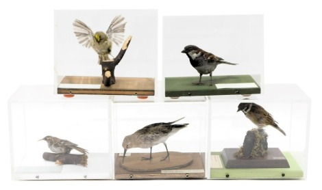 A collection of taxidermied birds, each in a perspex case, to include Tree Sparrow, Tree Creeper, etc. (6)