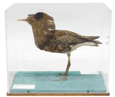 A taxidermied Ruff, in perspex case, 70cm wide.