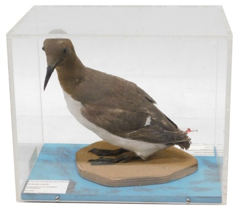 A taxidermied Guillemot, in summer plumage mounted in perspex case, 33cm wide.