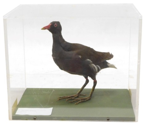 A taxidermied Moorhen, in a perspex case, 32cm wide.