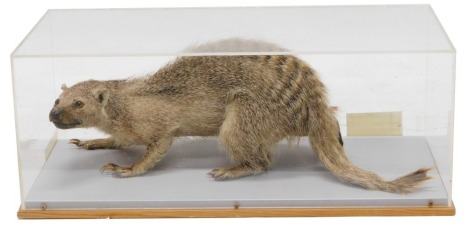 A taxidermied Mongoose, in perspex and wooden case, 48cm wide.