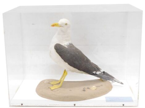 A taxidermied immature Common Gull, in fitted Perspex case, 53cm wide.