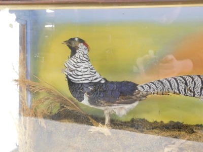 Taxidermy. A Lady Amherst's pheasant, in a naturalistic setting, wooden cased, 57cm high, 108cm wide, 35cm deep. - 4