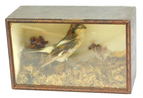 Taxidermy. A woodchat shrike, on naturalistic ground, in a wooden and glazed case, 15.5cm high, 25cm wide, 10cm deep.