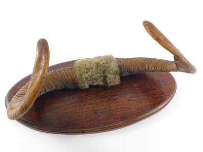 A pair of rams horns, mounted on an oval plaque, 37cm wide. - 2