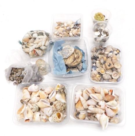 A collection of sea shells, to include conch shells, cockle shells, limpets, oyster shells, etc. (1 box)