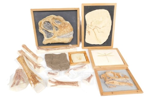 A group of anatomy related plaster mouldings, to include bone and skeletal fractures, moth geo education mouldings, etc. (a quantity)