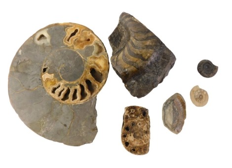 A group of fossils, comprising large ammonite, 23cm wide, and various part ammonite, the smallest 5cm wide, in cardboard travel case.