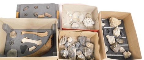 A group of assorted mineral and shell samples, plant fossils, sea urchin etc. (4 boxes)