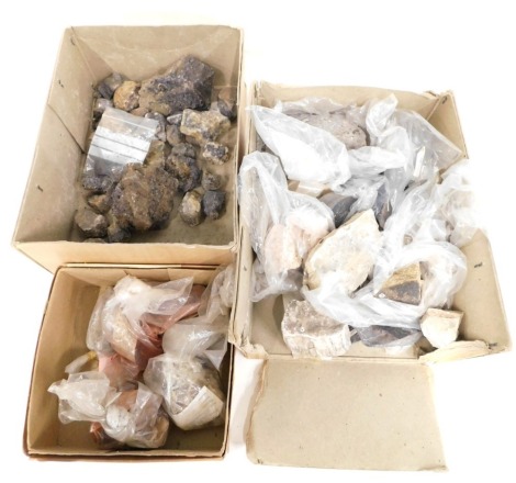 Various geology and minerals, comprising stigmaria, calommites, bivalves, etc. (3 boxes)