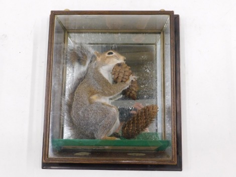 A taxidermied grey squirrel, in wall mounted glazed case, 34cm wide.