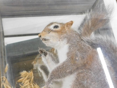 A taxidermied grey squirrel, in wall mounted glazed case, 34cm wide. - 2