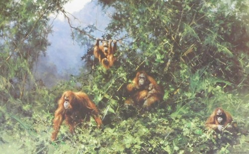 David Shepherd OBE, FRSA (British, 1931-2017). Men of the Woods-Orang-utans, limited edition 642/900, signed, 49cm x 70cm.