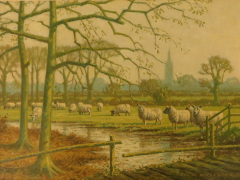 Robin Wheeldon (b.1945). Landscape with sheep, oil on board, signed, dated (19)87, titled verso, 29cm x 39cm.