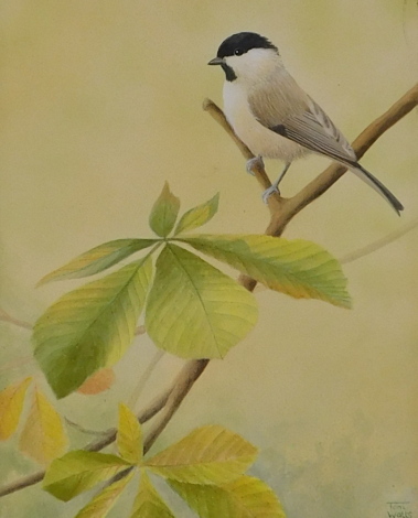 Toni Watts (20thC). Bird, oil on board, signed, 24cm x 19cm.