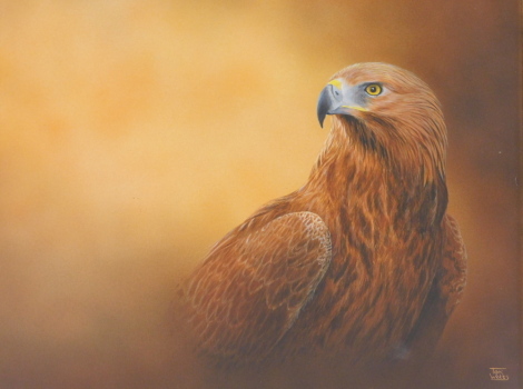 Toni Watts (20thC). Eagle, oil on board, signed, 29.5cm x 49.5cm.