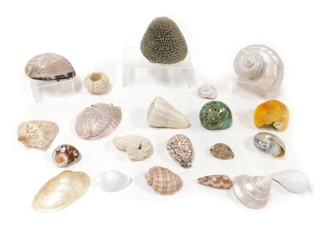 A group of exotic shells, including conch and abalone shells, sea urchin, corals, etc. (qty)