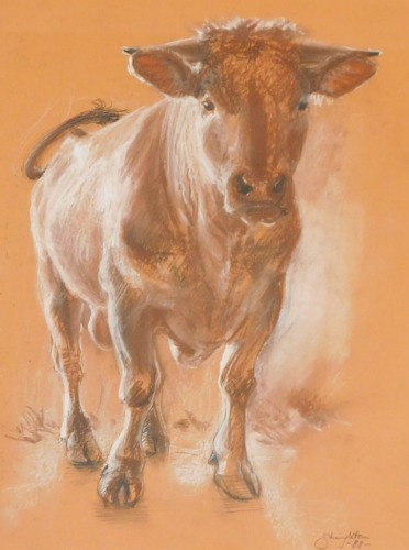 Anne Shingleton (British, B.1953). Jersey cow, pastel, signed, dated '88, 42.5cm x 32.5cm.