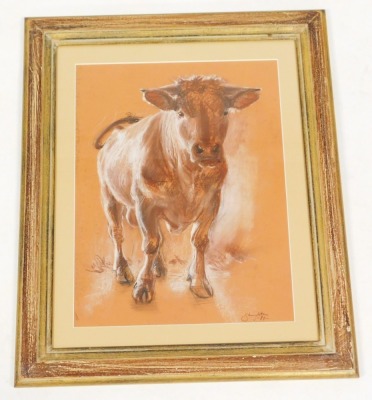 Anne Shingleton (British, B.1953). Jersey cow, pastel, signed, dated '88, 42.5cm x 32.5cm. - 2