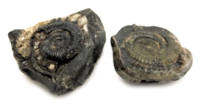 Two ammonites, found in the area of Whitby, approximately 180 million years old.