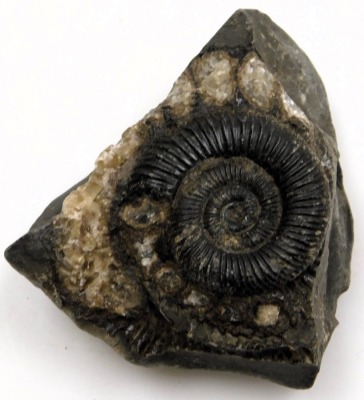 Two ammonites, found in the area of Whitby, approximately 180 million years old. - 2