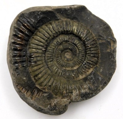 Two ammonites, found in the area of Whitby, approximately 180 million years old. - 3