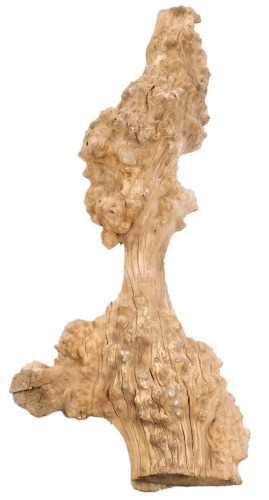 A burr elm section of wood, well figured, and sculptured, 8ft 11in long.