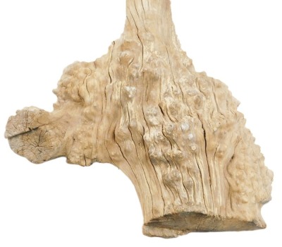 A burr elm section of wood, well figured, and sculptured, 8ft 11in long. - 2