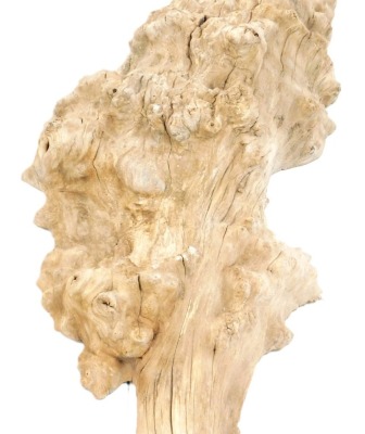 A burr elm section of wood, well figured, and sculptured, 8ft 11in long. - 3