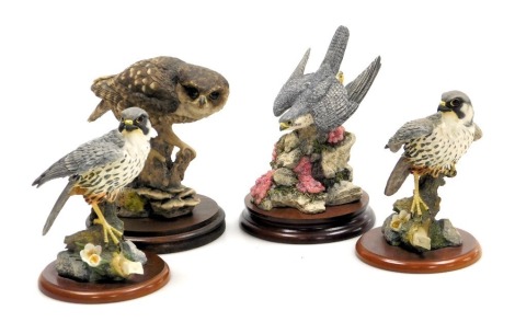 Four Border Fine Art sculptures of birds of prey, including The Stoop, and two models of Hobby, all on wooden bases.