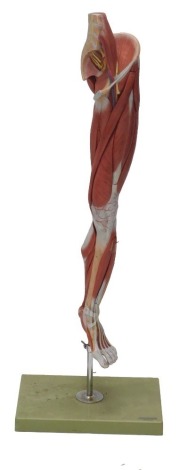 An Adam Rouilly anatomical model of a leg, on chrome and plastic stand, 109cm high.