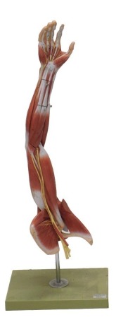 An Adam Rouilly anatomical model of an arm, on a chrome plated and plastic plinth, 107cm high.