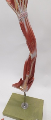 An Adam Rouilly anatomical model of an arm, on a chrome plated and plastic plinth, 107cm high. - 3