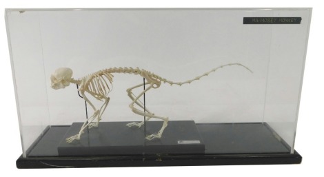 A Marmoset monkey skeleton, supplied by Gerrard Biological centre, in Perspex and ebonised case, 44cm wide.