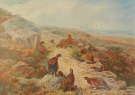 After Archibald Thorburn (Scottish, 1860-1935). Red grouse in moorland, limited edition print number 257, 35cm x 46cm.