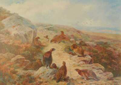 After Archibald Thorburn (Scottish, 1860-1935). Red grouse in moorland, limited edition print number 257, 35cm x 46cm.